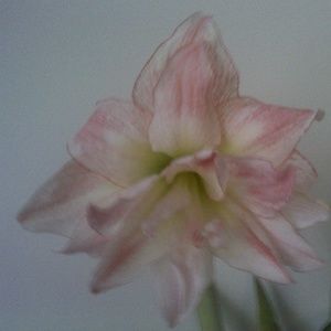 Meet your Posher, Paula